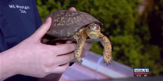Mill Mountain Zoo announces new foxes at the zoo