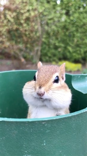 Just popping out to say hi 👋 🐿️ Mona / 🖼️ The Mona Lisa #throwback #chipmunk | Van Gogh the Chippy