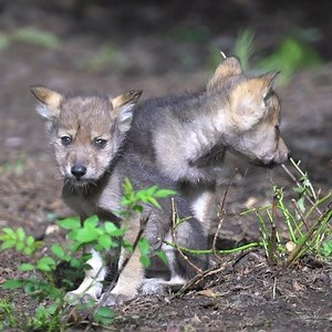 104K views · 18K reactions | Mexican gray wolves are essential. But...
