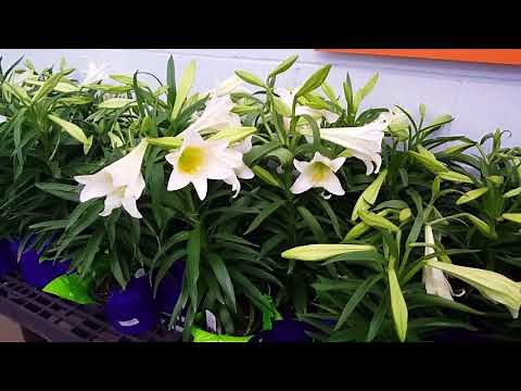 Easter Lily Plant Care | Donna Joshi
