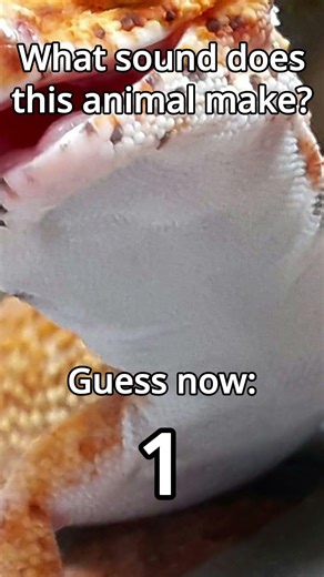 What sound does this animal make? Gecko #wildlifeentertainment #animalsounds