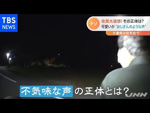 住民大迷惑！暗闇に響く“不気味な鳴き声”【Nスタ】