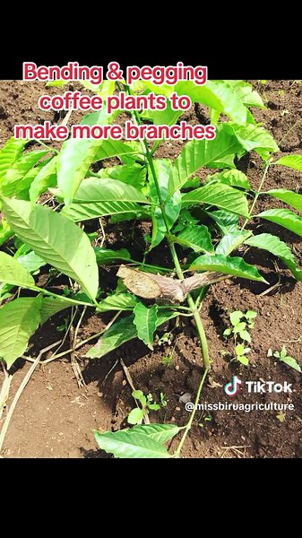 Coffee Plant Bending Techniques for Growth Stimulation