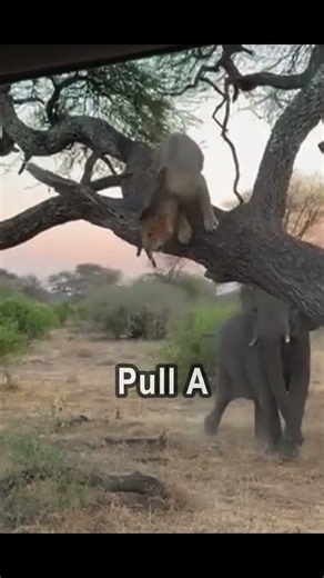 ELEPHANT throws LION out of tree #wildlife #apex #predator #lion #hunting #elephant #territory