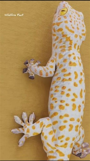 How Does A Lizard Climb A Wall #shorts #ytshorts