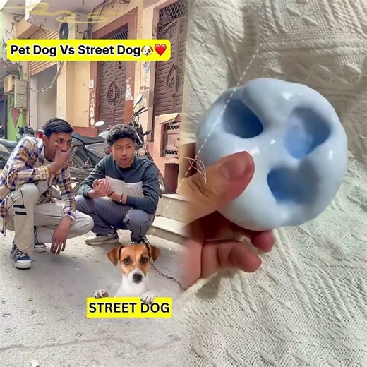 Pet Dog Vs Street Dog 🐕❤️ #shorts