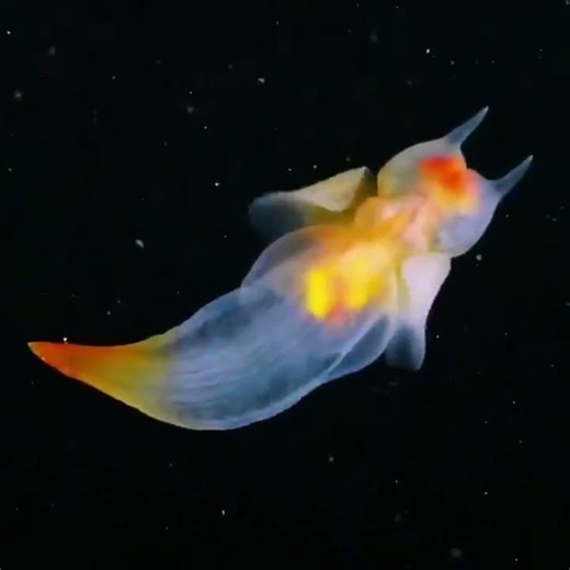 This Sea Angel Looks Like an Alien!
