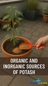 Organic sources include materials like wood ash, banana peels, compost, and seaweed or kelp meal, all of which release potassium slowly and improve soil structure and microbial activity. These are ideal for sustainable roof gardening as they enhance soil health over time. Inorganic sources, on the other hand, such as muriate of potash and sulfate of potash (potassium sulfate), provide a more immediate supply of potassium. #parachutekalpavriksha #Kalpavriksha #pkf #organic #inorganic #potash | Ka