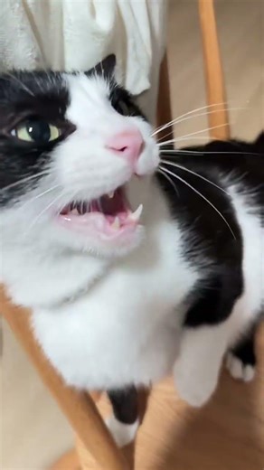 Grumpy Cat Acting Like a Royal Prince 👑 | Funny Talking Cat with Attitude #cat #pigfeed #cuteanimal