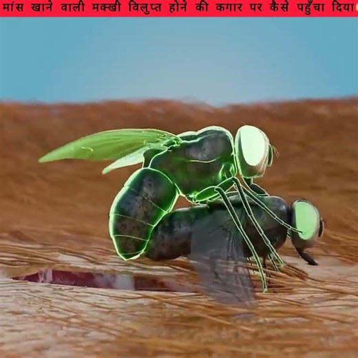 How Humans Almost Wiped Out A Flesh Eating Fly 😨 #fly #reels #shorts #facts #viralshorts #hindifacts