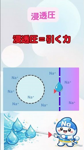 ナトリウムはなぜ水を動かす？浸透圧で30秒理解【国試対策】#看護学生#看護師国家試験#国試対策#電解質#ナトリウム#浸透圧#体液バランス#生理学#暗記より理解#看護学生応援 #看護実習#Canva