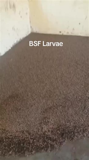 Black Soldier Fly Larvae: Training and Products
