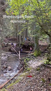 Our 4th graders got hands-on with science, exploring Trestle Creek to witness salmon running! Experiencing nature up close brings lessons to life, deepening understanding, curiosity, and respect for the world around us. #waldorfeducation #sandpointwaldorfschool #sandpointliving #sandpointwaldorf #sandpointidaho #salmonrun #salmon #4thgradeadventures | Sandpoint Waldorf School