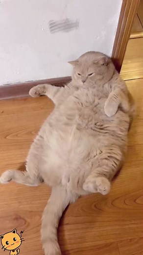 Adorable Big Belly Cat Compilation
