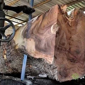 Living Fossils of the Old Forest‼️sawmill #trembesi #wood #woodworking
