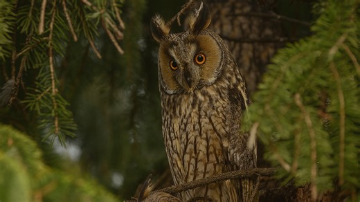 European Birds – Long-eared Owl (Asio otus)