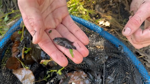 We found freshwater sharks and piranha relatives in a sewer