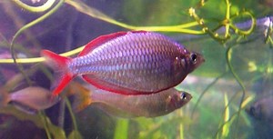 Dwarf rainbowfish - Alchetron, The Free Social Encyclopedia