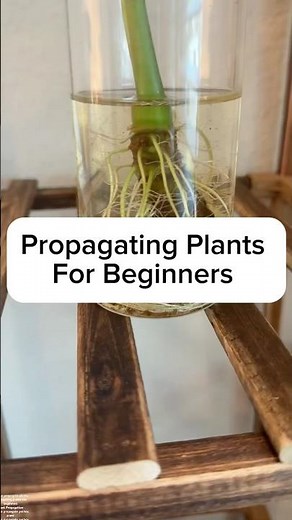 Propagating Plants For Beginners! #houseplants