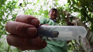 43K views · 84 reactions | World's largest bee found for the first time since 1981 | Irish Independent | Facebook