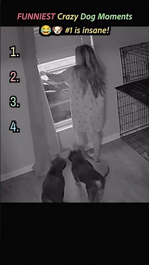 FUNNIEST Crazy Dog Moments 😂🐶 #1 is insane! (part4) Dogs really act like this?? 😂🐶