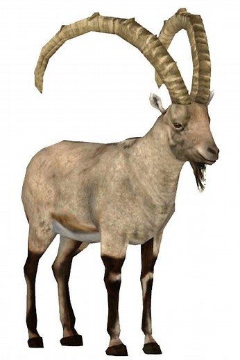 Sound Effects - Ibex Scream