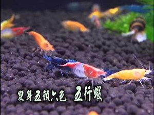 5/9 民視異言堂 台灣好蝦傳奇