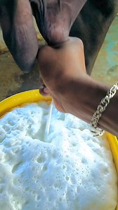 37K views · 1.2K reactions | Raj dairy farm  #dairyfarming #buffalove #dairy #buffalo #dairymilk #milking #dairyfarm #COWDAIRY#indianmemes #Airbajeans | Raj Dery farm | Facebook