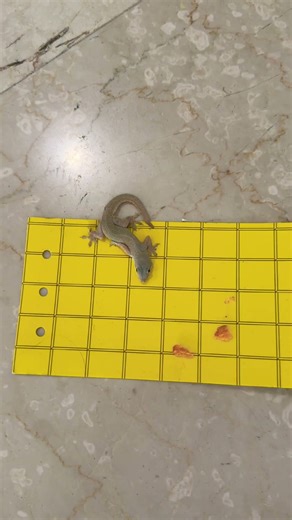 This is how you catch a house lizard (sequel)! #lizard #pestcontrol #hacks