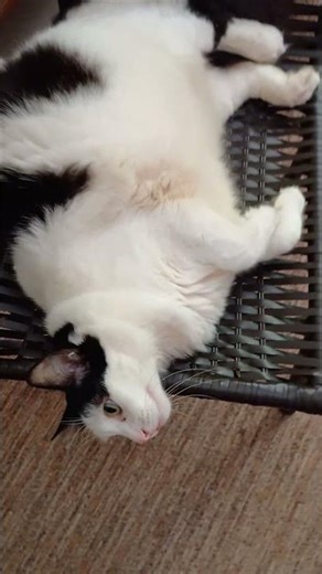 Gato- #gato #pet -‪@Terapiadosom-ng7wf‬