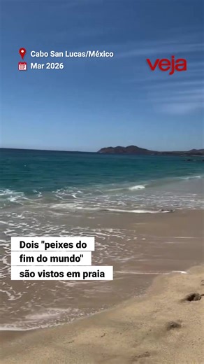 Duas irmãs de férias em Cabo San Lucas, no México, foram testemunhas de um acontecimento raro: elas viram não um, mas dois (!) peixes-remo na praia. Conhecido como o