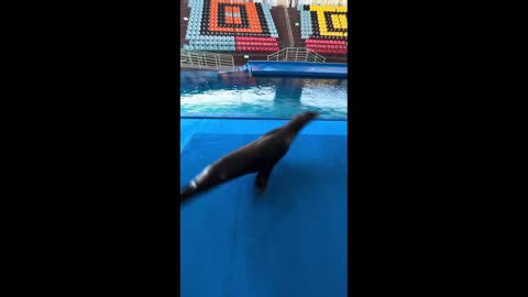 China: Seal performs rapid spins in poolside performance