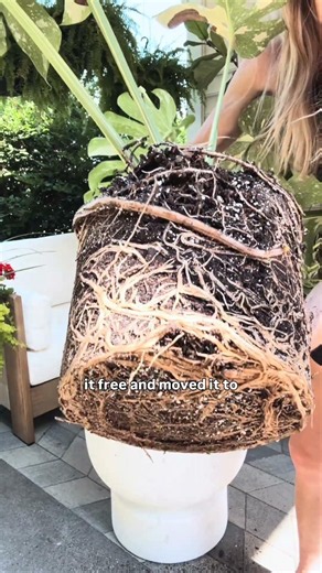 What do you do when your monstera grows a tail? #plants