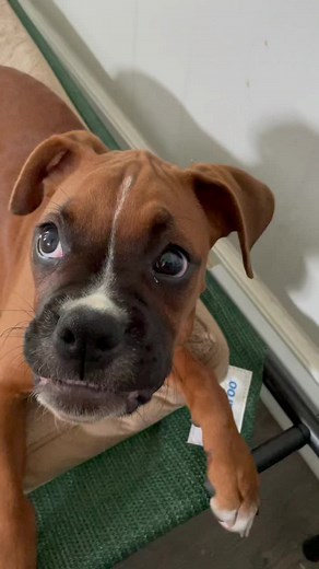 Adorable Boxer Puppy Plays with Bunny in TikTok Video