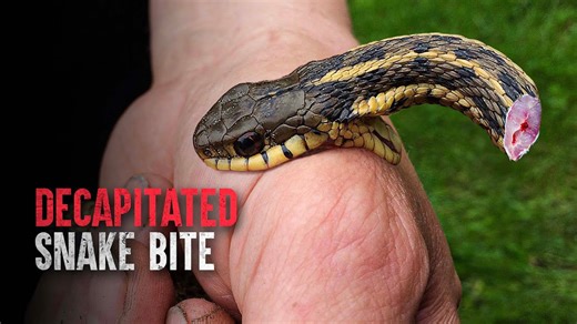 The Lethal Bite of a Decapitated Rattlesnake Explained