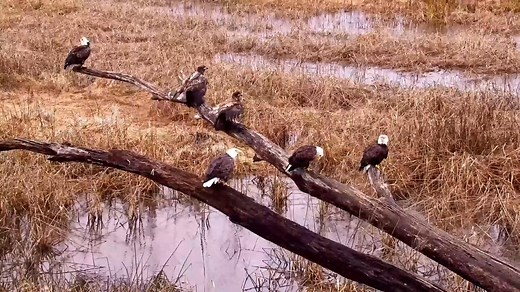Uh-oh...he sees us! The arrival of winter weather has sent the last migrants south by the hundreds. Our Golden Eagles are back on their Driftless wintering grounds and Bald Eagles are pouring through the Flyway, gathering in large multi-age groups as they go: https://www.youtube.com/watch?v=FN0kzFRJK2U. The Diction-aerie lists 'convocation' for 'a group of eagles', but watchers have also suggested quarrel, rabbler (as in rabble), congress, recess, carnival, rave, gawk, confusion, scrum, and frat
