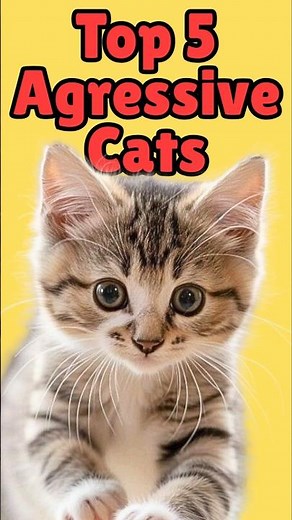 🐈Top 5 Aggressive Cats🐈 #cats #funny #comedy