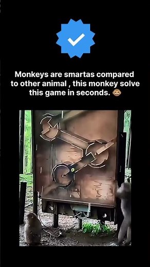 Monkeys are smart.🤓