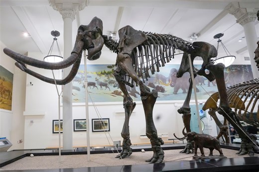 American Museum of Natural History offers free membership to SNAP beneficiaries