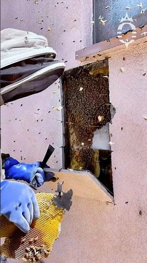 LIVE bee removal from a house wall
