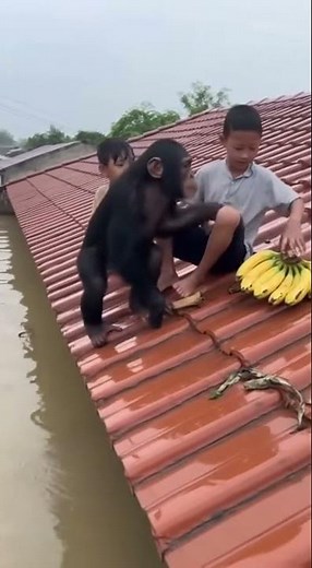 RAW Footage: Shocking Power of the Flood! (Dramatic Survival Moments)