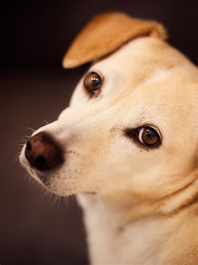 8 Pets That Can Talk to Humans in Special Ways