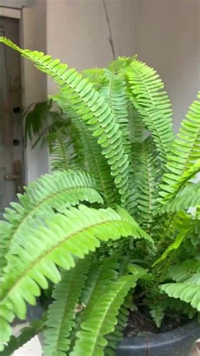 Boston Fern