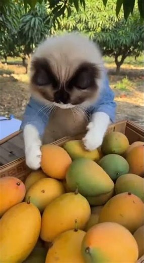 A Ragdoll Cat – is working as a Mango Farmer