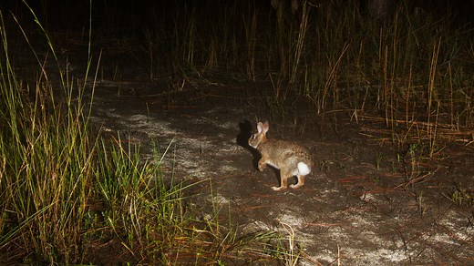 'It's a bunny explosion': Cape Coral residents see influx of Eastern cottontails