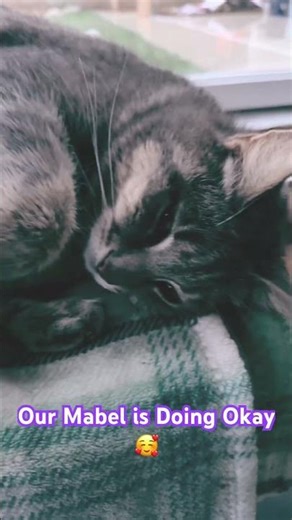 Mabel is Recovering