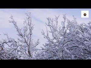 Bach : Kantate No.106 "Gottes Zeit ist die allerbeste Zeit" BWV106 / Richter 1966