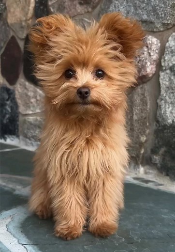 Meet the Adorable Pomapoo: The Breed You Need to Know