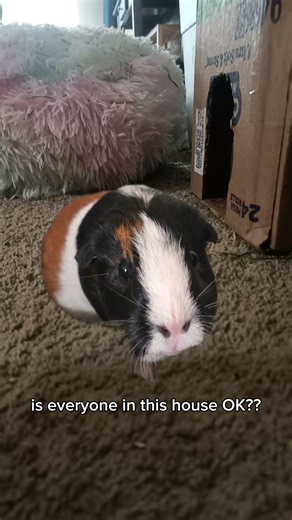 when someone closes the cage #cool #funny