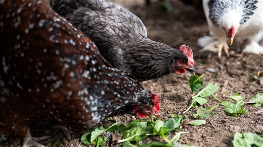 What to know before starting your own backyard chicken flock